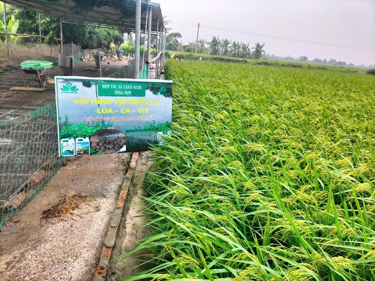 Hưng Yên ghi nhận nhiều chuyển biến trong xây dựng nông thôn mới Hưng Yên ghi nhận nhiều chuyển biến trong xây dựng nông thôn mới