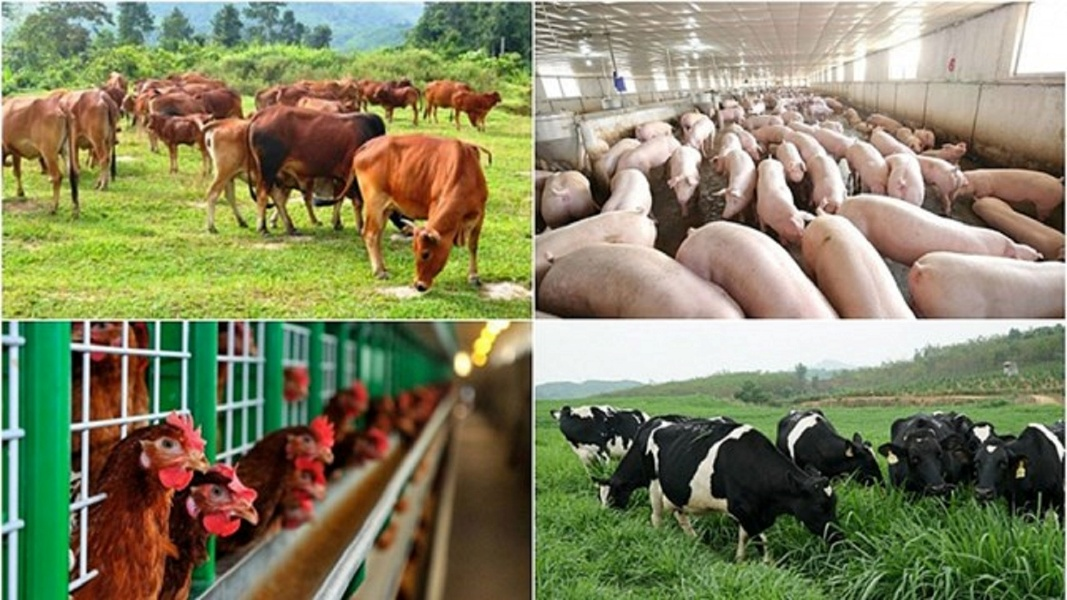 Giảm phát thải khí mê-tan không chỉ là trách nhiệm môi trường mà còn là cơ hội nâng cao giá trị cho ngành chăn nuôi Việt Nam. Nguồn ảnh: VnEconomy Giảm phát thải khí mê-tan không chỉ là trách nhiệm môi trường mà còn là cơ hội nâng cao giá trị cho ngành chăn nuôi Việt Nam. Nguồn ảnh: VnEconomy