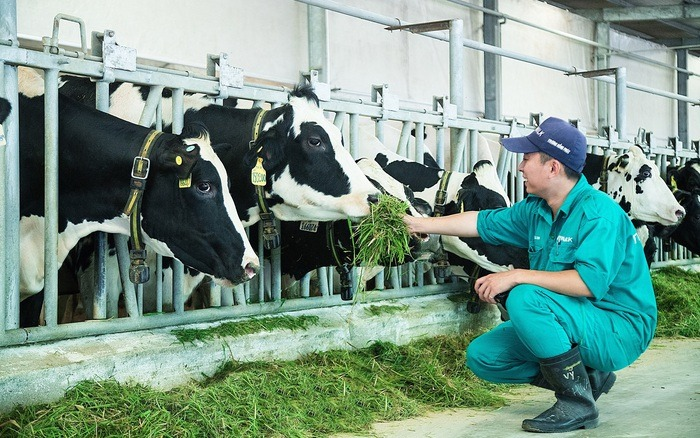 Khi doanh nghiệp chăn nuôi cùng bắt tay giảm phát thải mê-tan