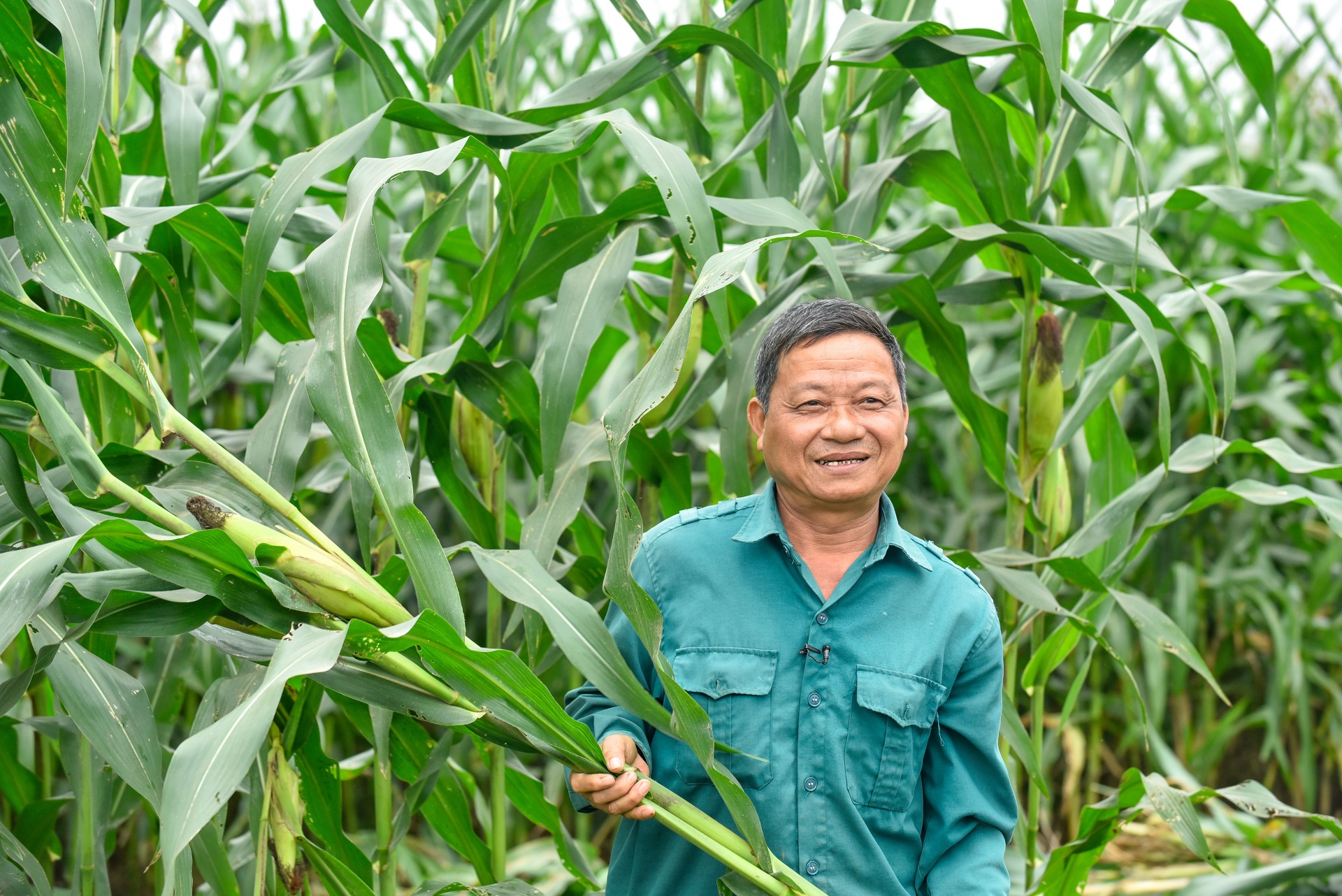 Ông Lê Văn Long - một nông dân tham gia chương trình liên kết với Vinamilk - trong một vụ thu hoạch bắp sinh khối (Ảnh: Hoàng Đông). Ông Lê Văn Long - một nông dân tham gia chương trình liên kết với Vinamilk - trong một vụ thu hoạch bắp sinh khối (Ảnh: Hoàng Đông).
