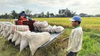 Chuyển đổi xanh ngành lúa gạo, bảo đảm sinh kế bền vững cho nông dân ĐBSCL