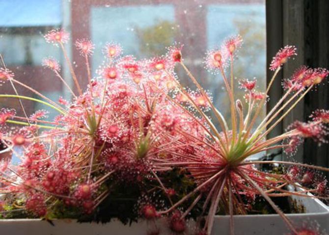 Sự thật về huyền thoại ngải&amp;amp;hellip; ăn thịt người - Ảnh 2