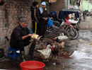 ca dau tien nam 2014 tu vong do chung cum chet nguoi