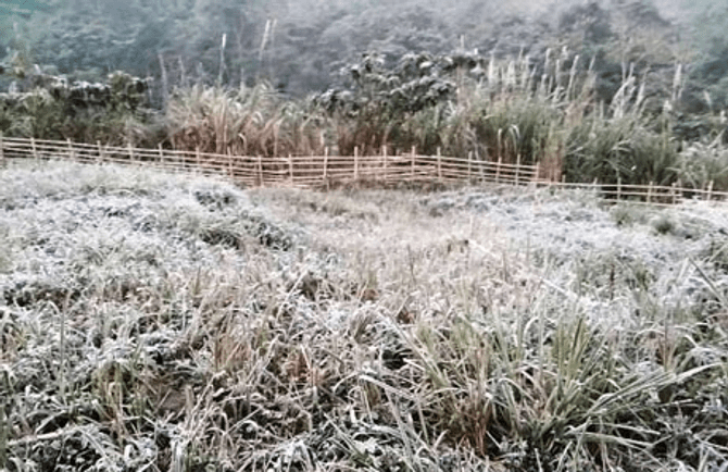 Bất ngờ xuất hiện tuyết phủ trắng c&amp;amp;acirc;y tại Nghệ An - Ảnh 1