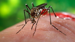 dong nai cong bo 4 ca nhiem virus zika tren dia ban cap xa
