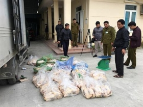 ninh binh bat giu 300kg thit ga khong ro nguon goc