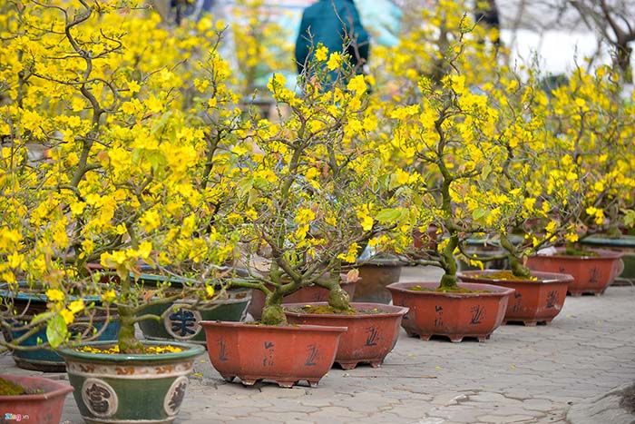 Ngắm cây mai cổ thụ 200 tuổi rao bán giá 2 tỷ đồng