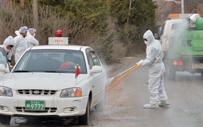 Hàn Quốc tiêu hủy hơn 13 triệu con gia cầm để phòng dịch cúm gia cầm