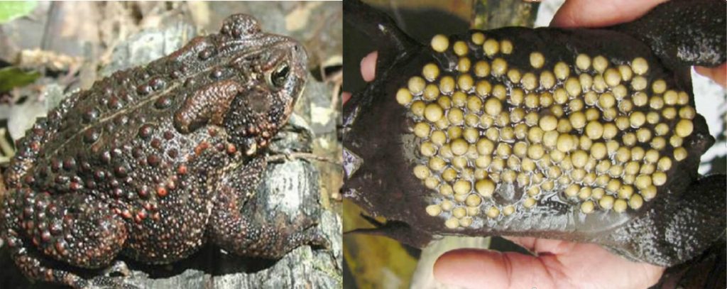 Độc tố trong thịt cóc không bị nhiệt phân hủy