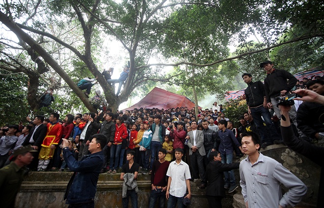 Liều mình cướp hoa tre trong hội Gióng