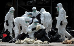 trung quoc 30 gia cam o quang chau nhiem virus h7n9