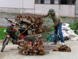 lien bo hop khan dua ra bien phap phong chong dich cum a h7n9