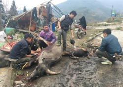 lao cai xot xa canh nguoi dan xe thit trau ban ven duong quoc lo