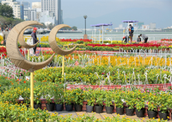 song han tet nay dep long lay voi con duong hoa xuan sac mau