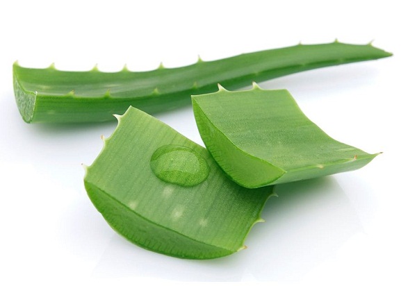 Những điều cần biết về c&acirc;y nha đam