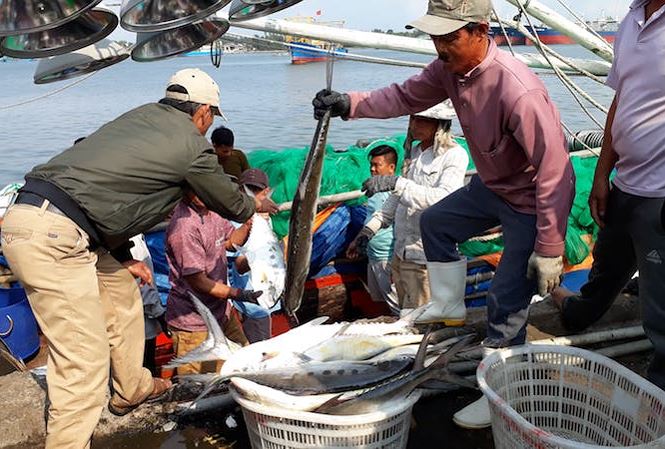 Quảng Trị: Ngư d&acirc;n tr&uacute;ng đậm c&aacute; b&egrave; trong năm mới