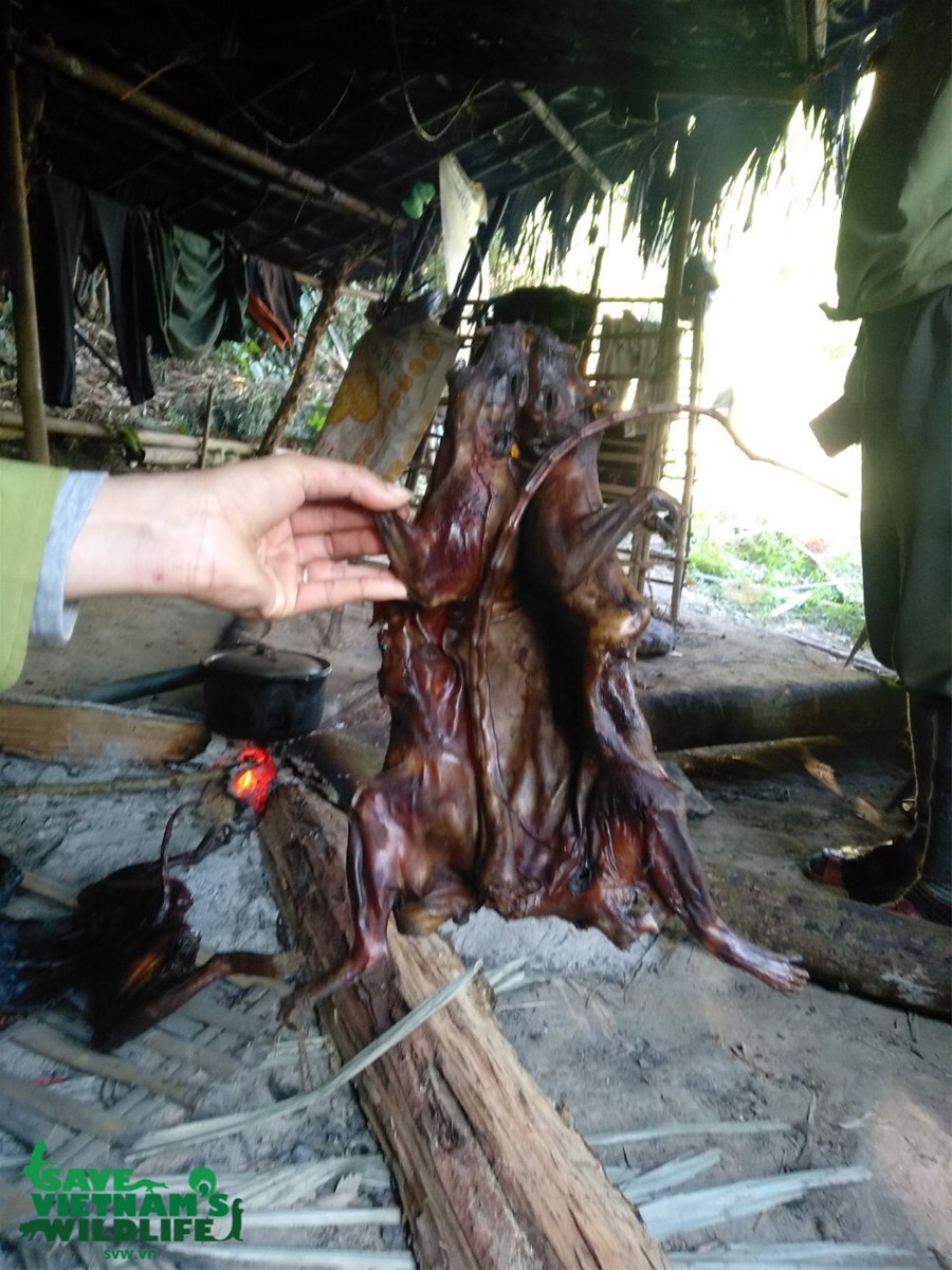 Giết hại Voọc x&aacute;m, thợ săn c&oacute; thể đối diện với 5 năm &aacute;n t&ugrave;, phạt 2 tỷ đồng