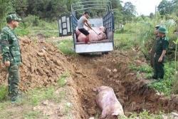 canh bao dich ta lon chau phi da xuat hien tai viet nam
