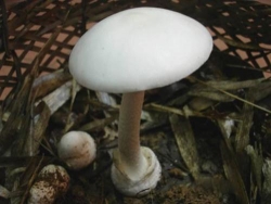quang nam uong ruou an nam 4 nguoi ngo doc