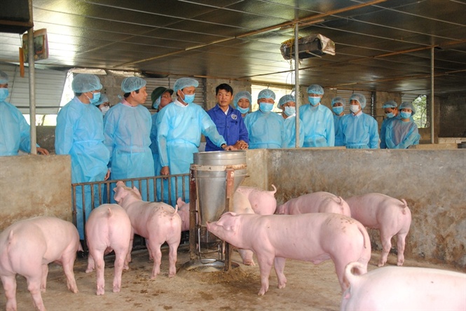 Bộ Y tế: Bệnh tả lợn Ch&acirc;u Phi kh&ocirc;ng g&acirc;y bệnh tr&ecirc;n người