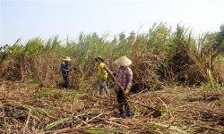 quang ngai den mua thu hoach gia mia qua thap nguoi dan dieu dung