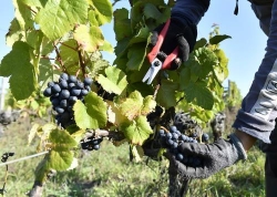 phap viec su dung hoa chat trong nong nghiep van khong giam