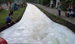 quang nam ca chet hang loat do bot trang la noi kin mat kenh