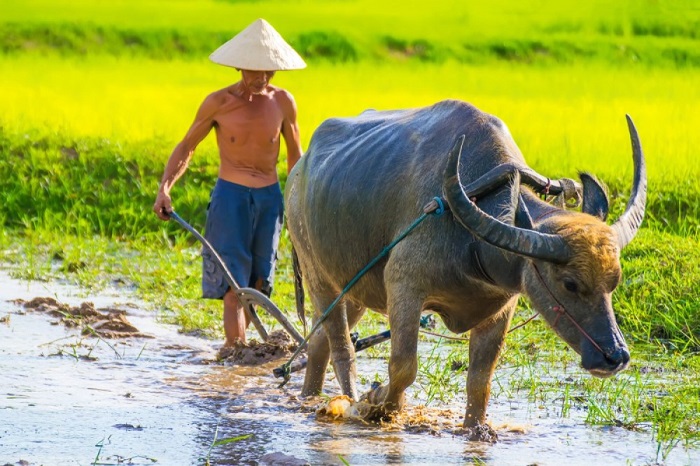 Tr&acirc;u Việt - Biểu tượng của nền văn minh l&uacute;a nước