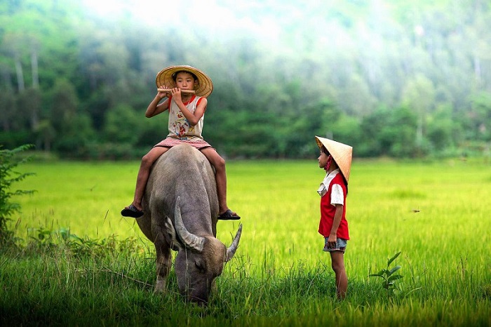 Tr&acirc;u Việt - Biểu tượng của nền văn minh l&uacute;a nước