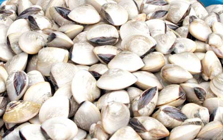Ph&amp;aacute;t hiện 1 mẫu ngao chứa khuẩn Samonella g&amp;acirc;y ngộ độc (Ảnh minh họa)