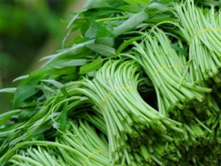 tuoi dau nhot len rau bi xu phat nhu the nao