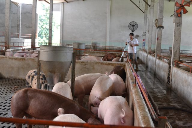 Giá thịt lợn biến động như thế nào trong đợt Dịch tả Châu Phi?