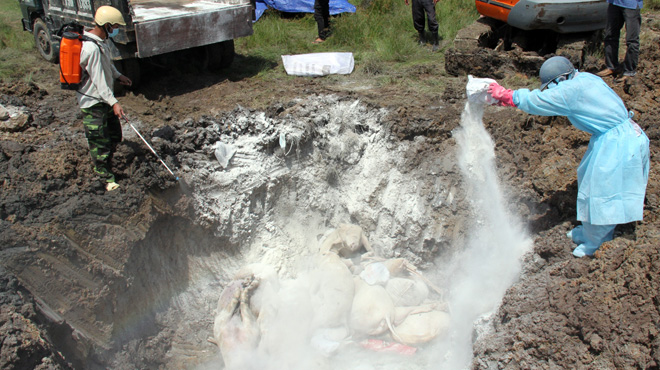 Hà Nội: Xuất hiện ổ dịch tả lợn Châu Phi thứ 5 ở Sóc Sơn