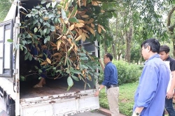 Vinh dự đón nhận cây từ Khu Di tích Chủ tịch Hồ Chí Minh về KCN Nam Cầu Kiền