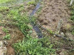 trang trai lon buc tu moi truong o dao tru tren chi dao duoi tha noi