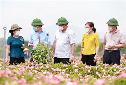 Hỗ trợ phát triển vùng trồng dược liệu quý 1 tỷ đồng/dự án