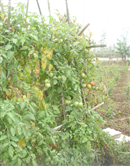 chua co chat giam chin cu qua nao duoc cap phep