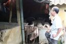 ha nam nguoi nuoi lon dieu dung vi bi thuong lai ep gia