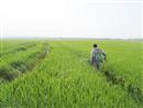 quang tri hon 1500 hecta lua bi nhiem ray