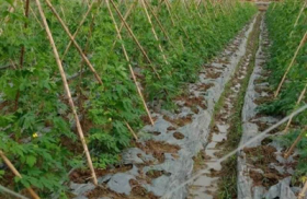 xot xa nhin gan 10 sao rau chuan bi thu hoach bi ke gian pha hoai