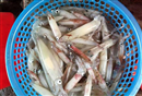 xac dinh nguyen nhan lam ca muc chet hang loat o cang vung ang