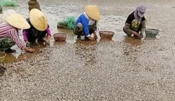 thanh hoa hang nghin tan ngao chet do mat do nuoi qua day