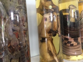 binh thuan ngang nhien buon ban dong vat hoang da nhom nguy cap quy hiem nhu ban rau ky 1