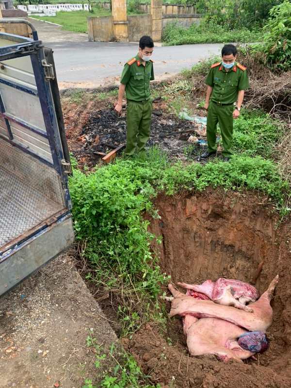 Bắt vụ vận chuyển lợn chết trên đường đi tiêu thụ tại Vĩnh Phúc