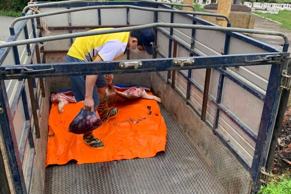 Bắt vụ vận chuyển lợn chết trên đường đi tiêu thụ tại Vĩnh Phúc