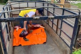 bat vu van chuyen lon chet tren duong di tieu thu tai vinh phuc