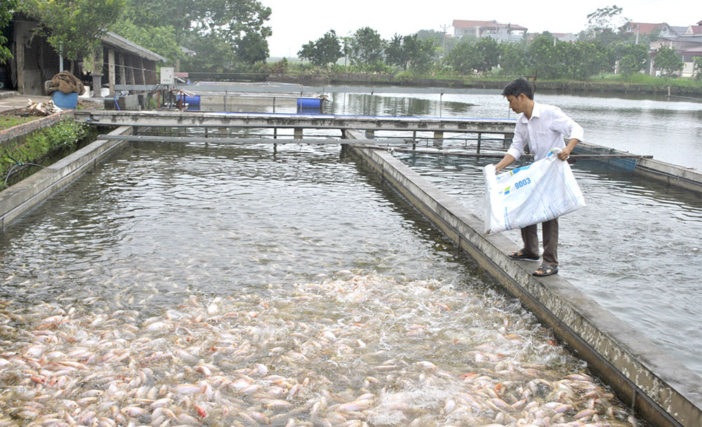 Bắc Ninh: Sản xuất thủy sản gắn với bảo vệ môi trường sinh thái