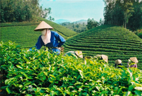 Tạo sức bật cho trung du, miền núi Bắc bộ hướng đến phát triển xanh
