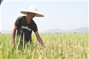ha tinh hon 10600 ha lua nhiem dao on