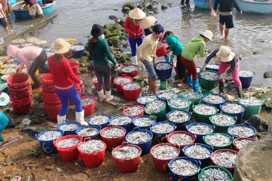 Quảng Ngãi: Ngư dân trúng đậm mùa cá biển